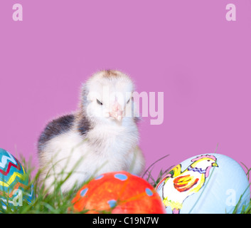 Adorable little Easter chick perched next to colorful Easter eggs, against purple background Stock Photo