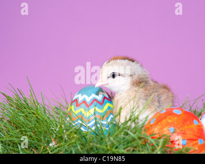 Cute little Easter chick perched next to colorful Easter eggs, against purple background Stock Photo