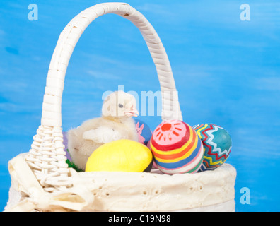 Yellow Easter chick in a basket with colorful easter eggs, against painted blue background Stock Photo