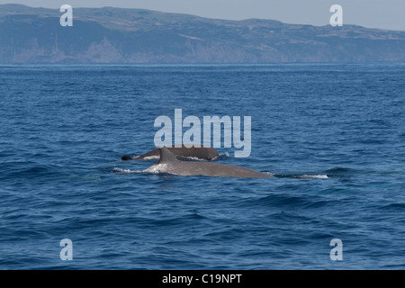 Northern Bottlenose Whale (Hyperoodon ampullatus) adult Female and Calf surfacing, rare unusual image. Azores, Atlantic Ocean. M Stock Photo