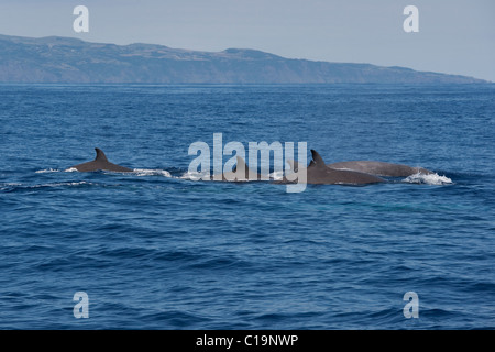 Bottlenose Whale (Hyperoodon ampullatus) surfacing, Nova Scotia, Canada ...