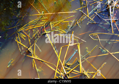 mangrove swamp tropical water detail in sian kaan Stock Photo