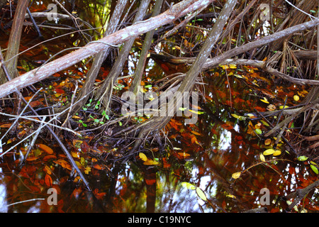 mangrove swamp tropical water detail in sian kaan Stock Photo