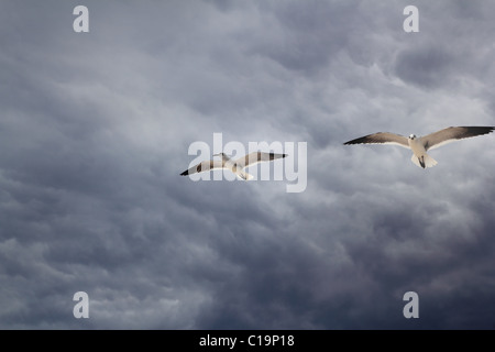cloudy dramatic sky with seagull flying before storm Stock Photo