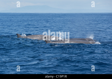 Bottlenose Whale (Hyperoodon ampullatus) surfacing, Nova Scotia, Canada ...