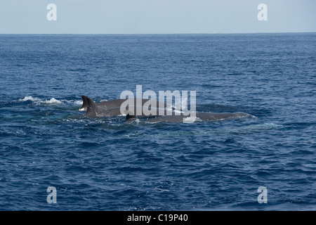 Northern Bottlenose Whale (Hyperoodon ampullatus) adult animals surfacing, rare unusual image. Azores, Atlantic Ocean. Stock Photo