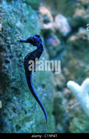hippocampus seahorse swimming in water soft focus Stock Photo