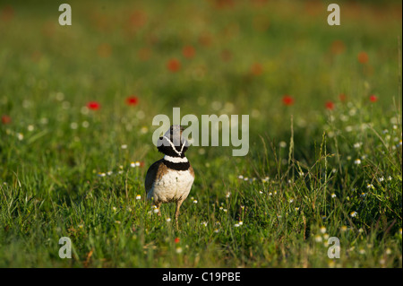 Little Bustard Tetrax tetrax male displaying on Spanish Steppes Spain May Stock Photo