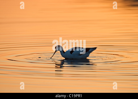 Avocet Avocetta recurvirostra Cley Norfolk May Stock Photo