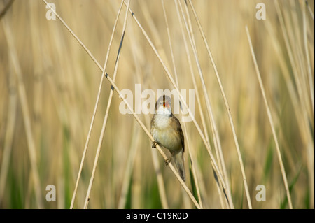 Reed Warbler Acrocephalus cirpaceus Cley Norfolk spring Stock Photo