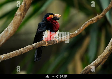 Photo of a Bearded Barbet, Lybius dubius, a common resident breeder in tropical west Africa. Stock Photo