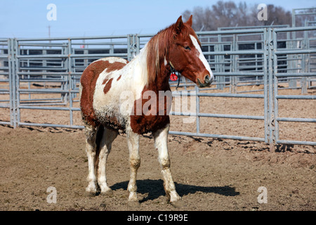 Wild mustang white and brown horse in corral after roundup in Utah and Arizona deserts. Stock Photo