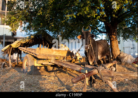 Indian Zebu / cow and bullock cart on waste ground in the morning sunlight. Puttaparthi,  Andhra Pradesh, India Stock Photo