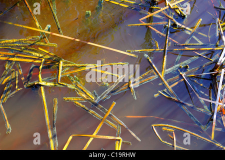 mangrove swamp tropical water detail in sian kaan Stock Photo