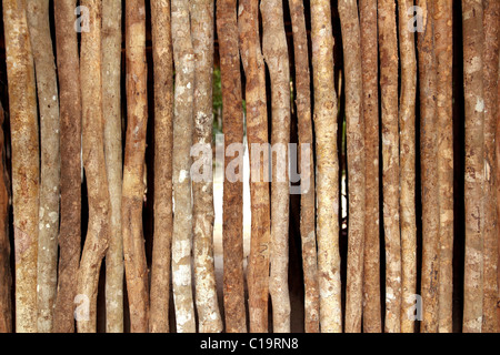 trunks wooden wall in rainforest jungle house pattern background Stock Photo
