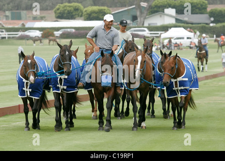 Stable groom walking polo ponies off the playing field at the Santa Barbara polo Club Stock Photo
