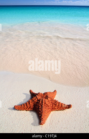 beautiful caribbean starfish tropical sand turquoise beach Stock Photo