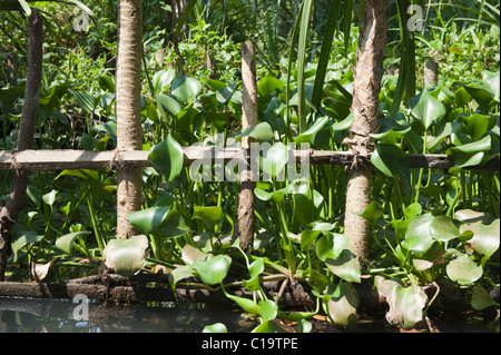 Water hyacinth plants in water, Kochi, Kerala, India Stock Photo