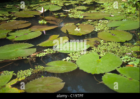 High angle view of lily pads in a pond, Kochi, Kerala, India Stock Photo