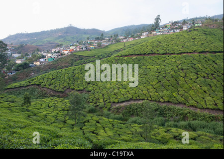 Tea plantation with a town in the background, Munnar, Idukki, Kerala, India Stock Photo