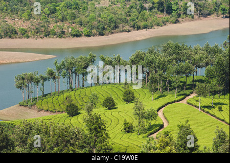 Tea plantation, Munnar, Idukki, Kerala, India Stock Photo