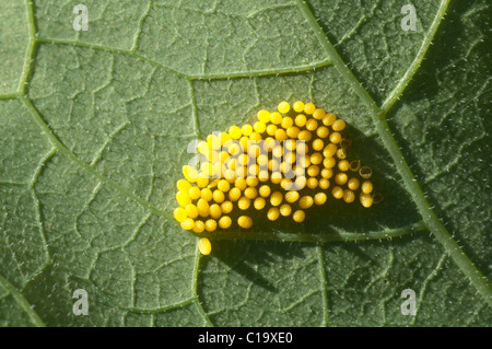 Eggs of Large white butterfly (Pieris brassicae) also called Cabbage white butterfly, on Nasturtium leaf. West Sussex, UK. August. Stock Photo
