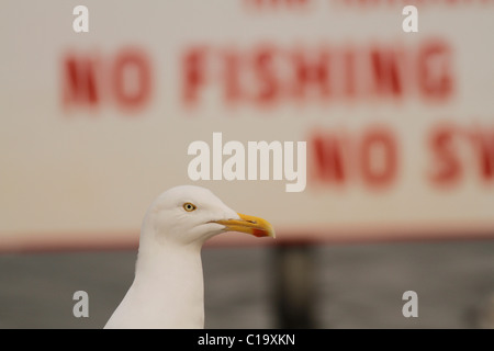 Adult Herring Gull Larus argentatus against 'No Fishing' sign Stock Photo