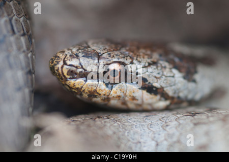 Smooth snake (Coronella austriaca) close-up of head, Hampshire, UK. August. Stock Photo