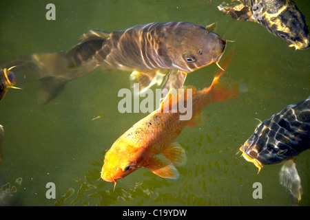 Koi Fish in dark green pond Stock Photo