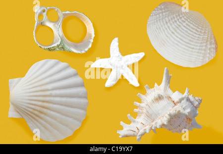 White sea shells on yellow background Stock Photo
