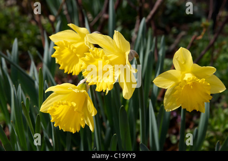 Spring daffodils of the King Alfred type Stock Photo