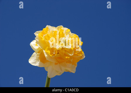 single daffodil against blue sky