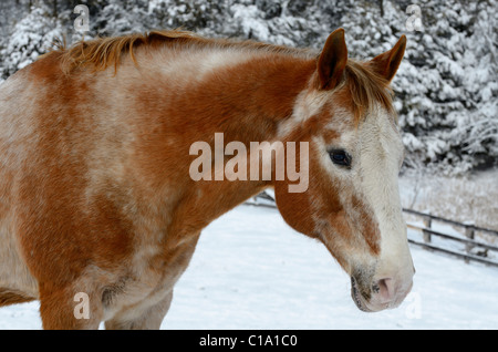 Face of an Appaloosa quarter horse in an outdoor paddock in winter after a snowfall Stock Photo