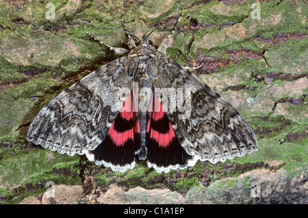 Red Underwing moth (Catocala nupta) on tree bark, Belgium Stock Photo