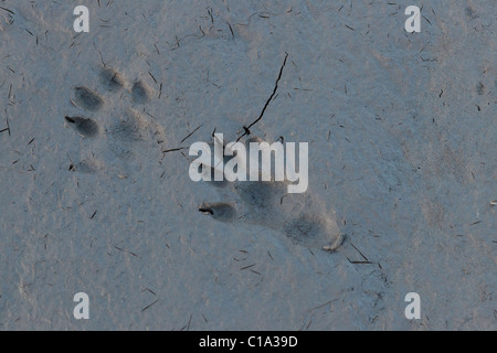 Tracks of Eurasian otter (Lutra lutra) on a beach in the Shetland Stock