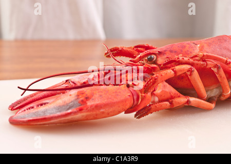 Ready-to-eat frozen boiled American lobster, defrosted before preparation and serving Stock Photo