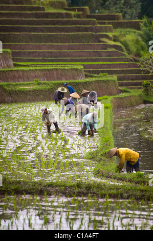 Workers in Belimbing, Bali, Indonesia, plant new rice in flooded fields in one of the most beautiful areas of the island. Stock Photo