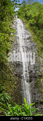 Panorama of Manoa Falls on Oahu, Hawaii Stock Photo