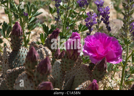 Beavertail Cactus and Arizona Lupine Anza-Borrego Desert State Park California USA Stock Photo
