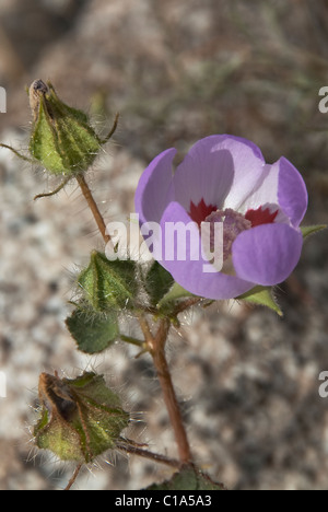 Desert Five-spot Eremalche rotundifolia Anza-Borrego State Park California USA Stock Photo