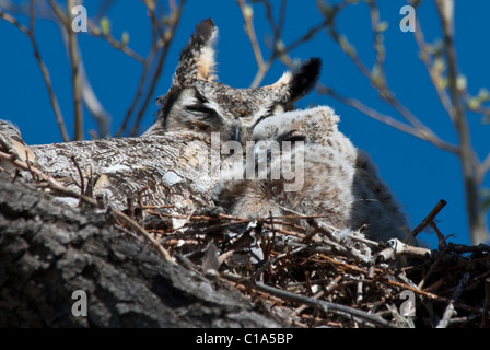 Great Horned Owls Bubo virginianus adult & chick on nest Monte Vista National Wildlife Refuge Colorado USA Stock Photo