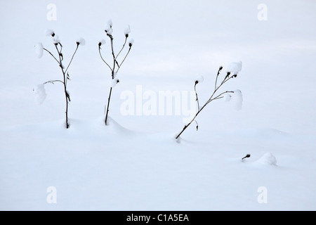 close-up of tree last year's dry blades of grass standing in deep snow Stock Photo