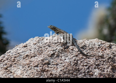 Western Fence Lizard Sceloporus occidentalis Anza-Borrego Desert State Park California USA Stock Photo