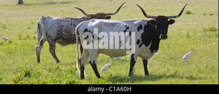 A pair of Texas Longhorn cattle (with accompanying cattle egrets) stare suspiciously toward the camera. Stock Photo