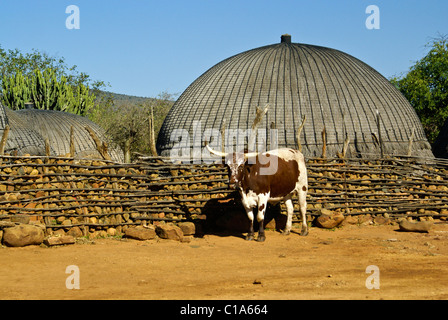 Zulu homestead and steer, Shakaland, South Africa Stock Photo