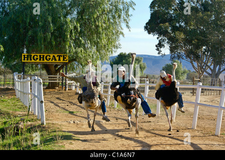 Ostrich races, Highgate Ostrich Show Farm, Oudtshoorn, South Africa Stock Photo