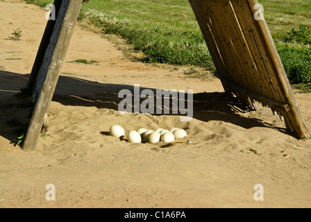 Ostrich eggs in shelter, Highgate Ostrich Show Farm, Oudtshoorn, South Africa Stock Photo