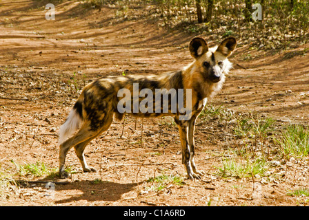 Wild dog (African hunting dog), South Africa Stock Photo