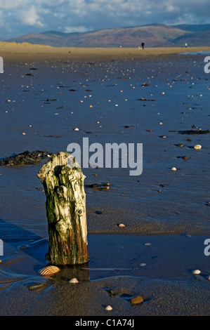 Old wooden post on the beach at low tide sands sandy sand Aberdovey Gwynedd Wales UK United Kingdom GB Great Britain Stock Photo