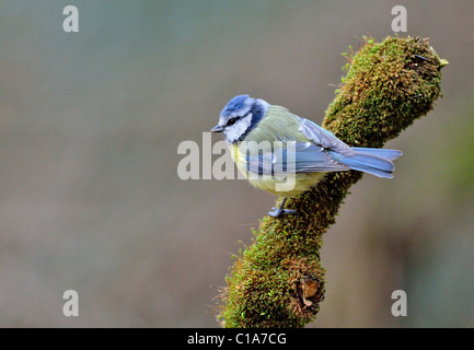 Bluetit,  ( parus caeruleus ) on moss covered branch. Stock Photo